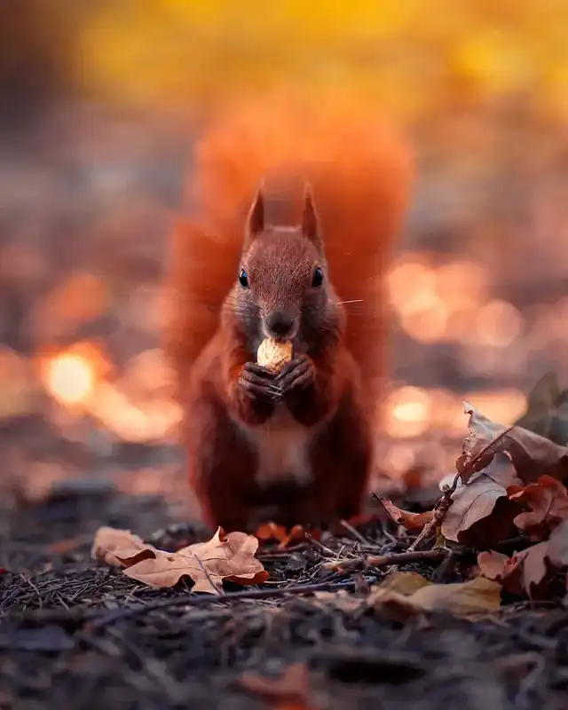 Brown Mood