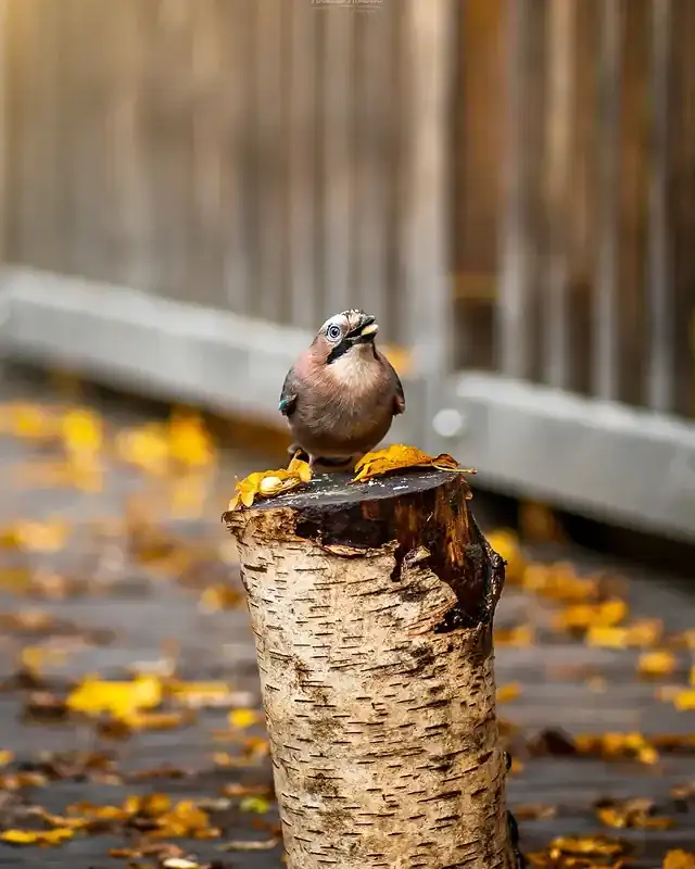 Brown Mood